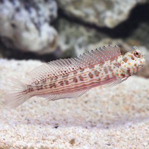 Blenniella Chrysospilos