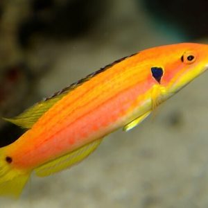 Bodianus Bimaculatus (4 5cm)