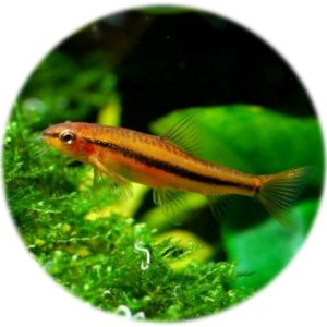 Botia Rosy (Tuberschistura Arakanensis)
