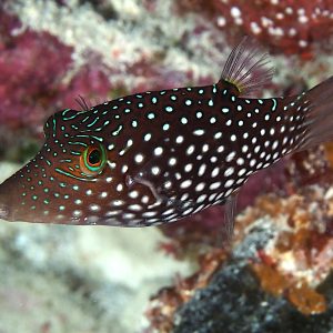 Canthigaster Janthinoptera