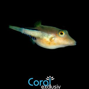 Canthigaster Rostrata (6 7cm)