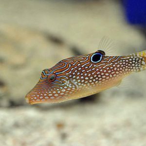 Canthigaster Solandri