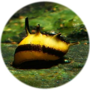 Caracol Abeja