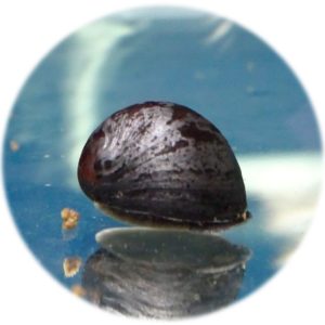 CARACOL CASCO MILITAR (NERITINA PULLIGERA)