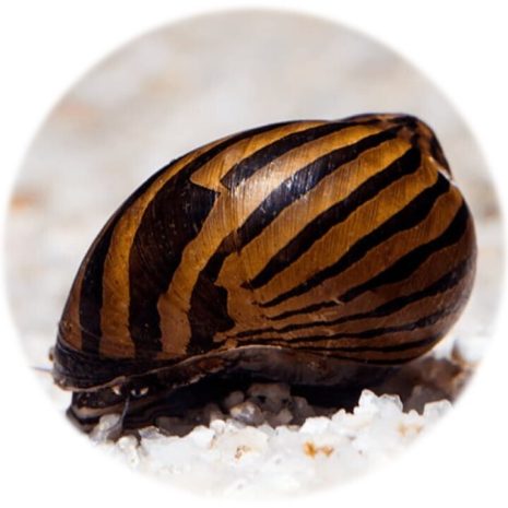 Caracol Cebra (Neritina Natalensis)