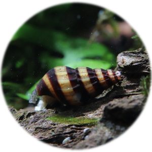 Caracol Helena (Anentome Helena)