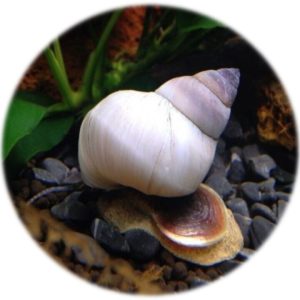 Caracol Mago Blanco (Filopaludina Martensi)