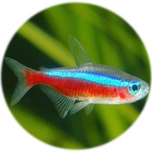 Cardenal Tetra (6 und)(criado)