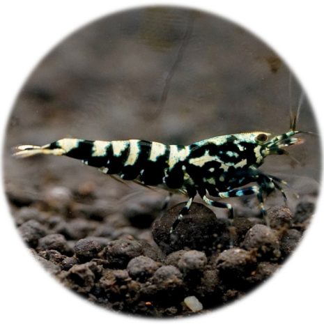 Caridina Black Galaxy