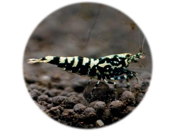 Caridina Black Galaxy