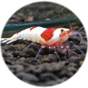 Caridina Cristal Red