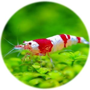 Caridina Cristal Red Bee Mix