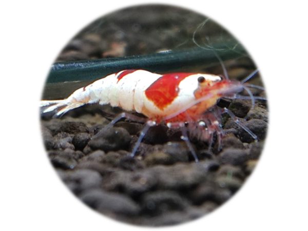 Caridina Cristal Red "M"