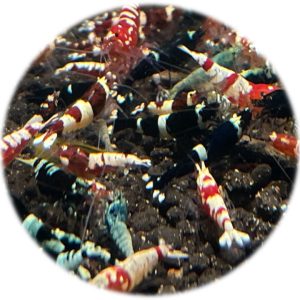 Caridina Mix Cristal Bee (PWL. PRL. PBL)