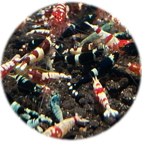 Caridina Mix Cristal Bee (PWL. PRL. PBL)
