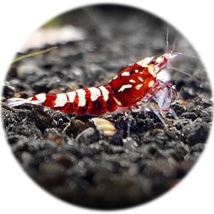 Caridina Red Galaxy