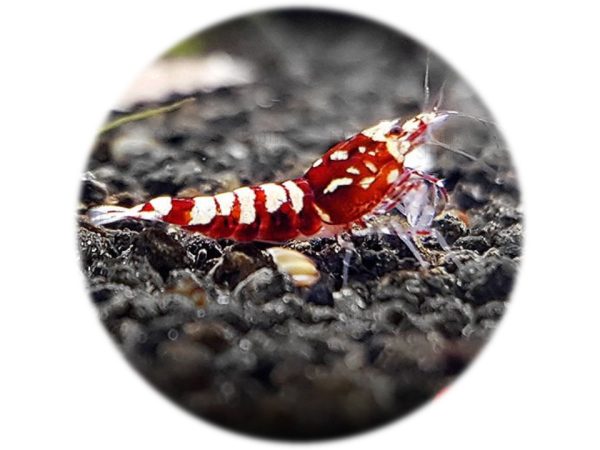 Caridina Red Galaxy
