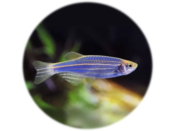 CEBRITA AZUL PERLA (3und)