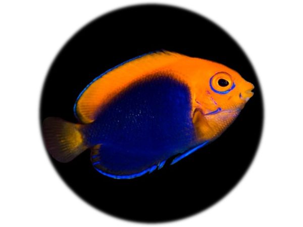 Centropyge Acanthops (SM)