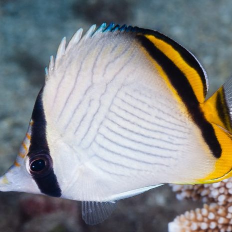 Chaetodon Vagabundus