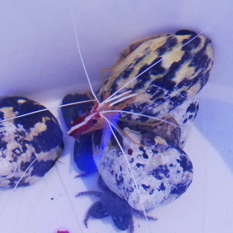 Cittarium Pica Super Turbo Mexicano XL