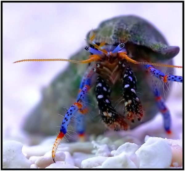 Clibanarius Tricolor