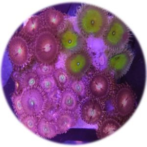 Coral Pack Zoa/Paly Mix