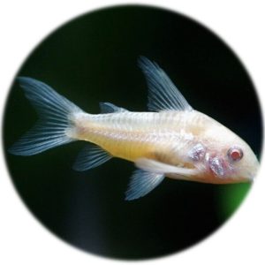 Corydora Albina (3 und)