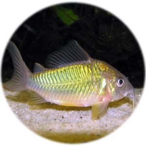 Corydora Brochis Esmeralda