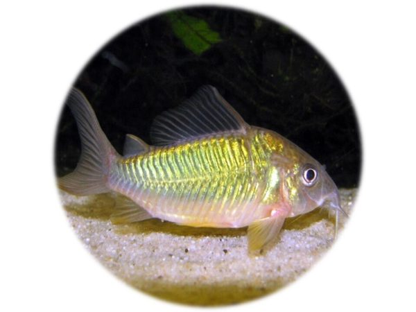 Corydora Brochis Esmeralda