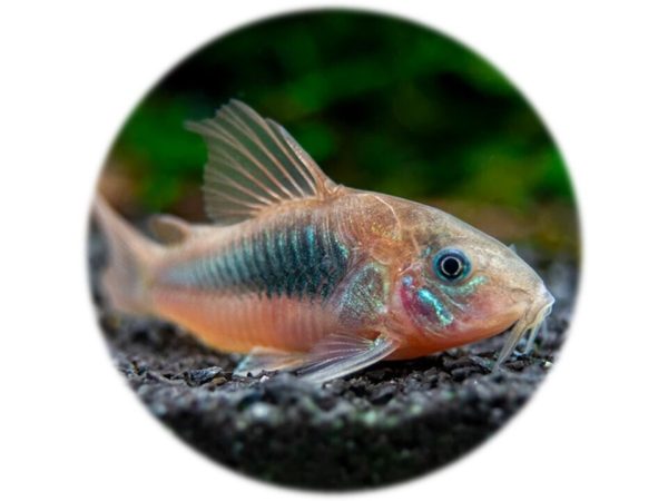 Corydora Bronce (3 und)