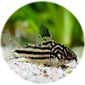 Corydora Nanus (criado)