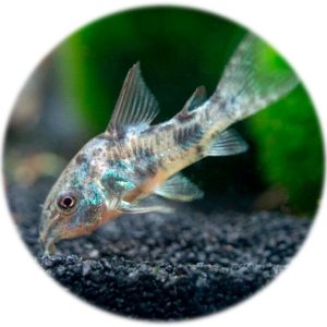 Corydora Paleatus Pimienta