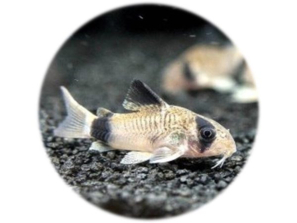 Corydora Panda