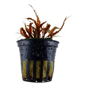 Cryptocoryne albida 'Brown' (Facíl)