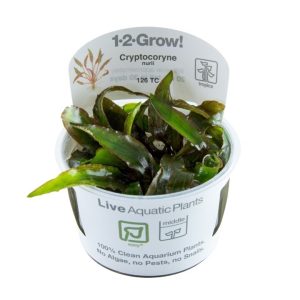 Cryptocoryne nurii (Fácil)