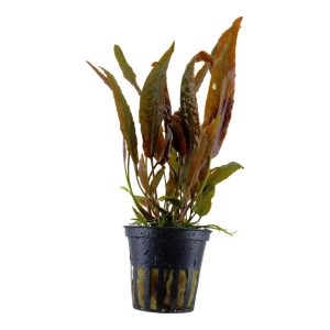 Cryptocoryne Usteriana (Facíl)