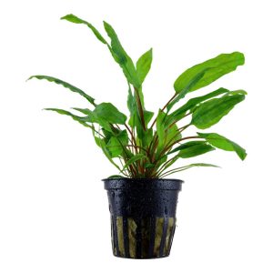 Cryptocoryne Wendtii 'Green' (Facíl)