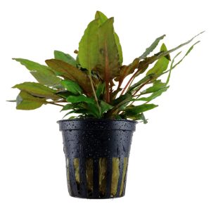 Cryptocoryne Wendtii 'Tropica' (Facíl)