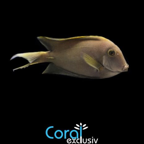 Ctenochaetus Striatus (4 6cm)