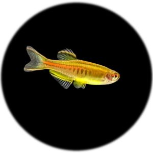 Danio Choprae Naranja (2und)