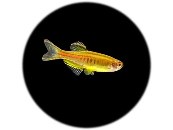 Danio Choprae Naranja (2und)
