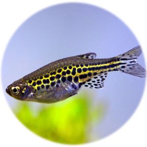 Danio Leopardo (2und)