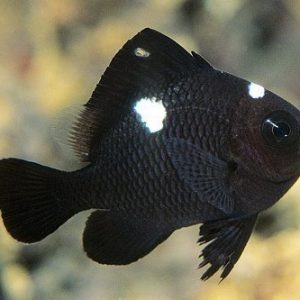 Dascyllus Trimaculatus