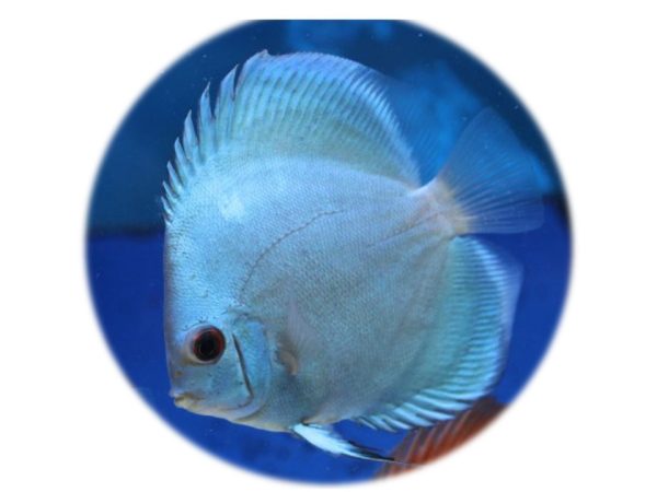 Disco Blue Diamond Premium 5 6 cm
