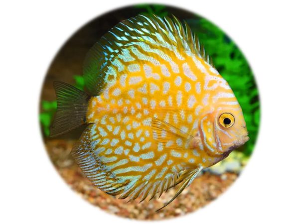 Disco Yellow Pidgeon Premium 5 6 cm