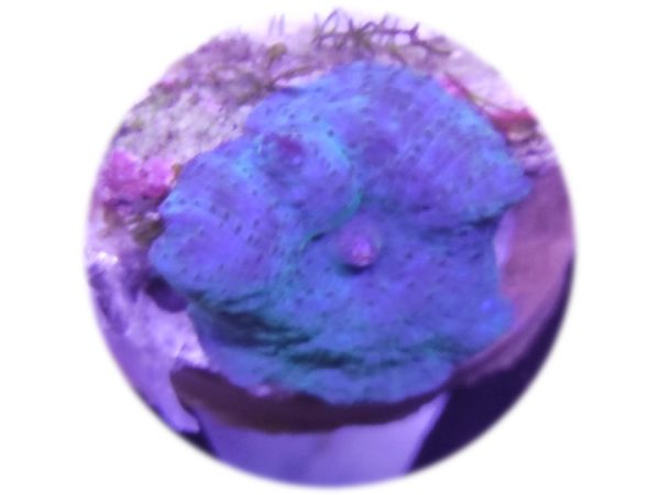 Discosoma Azul