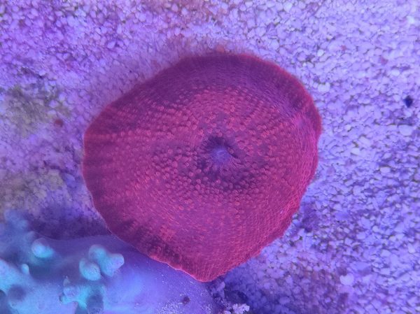 Discosoma Rojo
