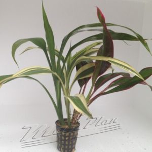 Dracena Tricolor (Tres tallos distintos)