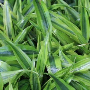 Dracena variegatus